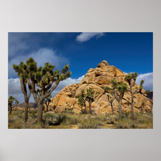 USA, California, Joshua Tree National Park Poster (Voorkant)