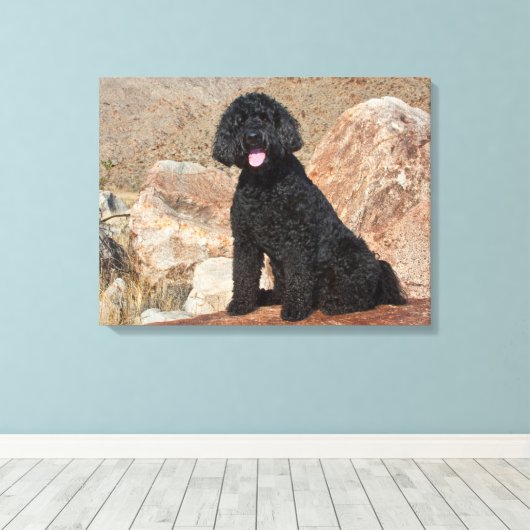 USA, California. Labradoodle Sitting Canvas Afdruk (Insitu (Houten vloer))