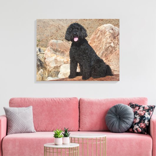 USA, California. Labradoodle Sitting Canvas Afdruk (Insitu (Woonkamer))