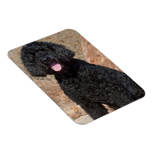 USA, California. Labradoodle Sitting Magneet (Rechterzijde)