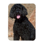USA, California. Labradoodle Sitting Magneet (Verticaal)