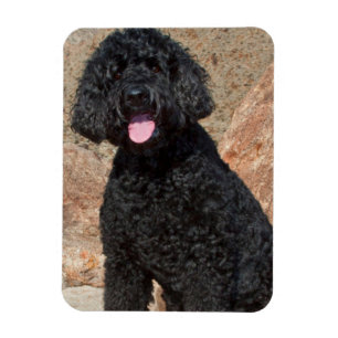 USA, California. Labradoodle Sitting Magneet