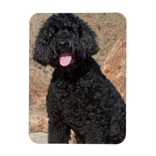 USA, California. Labradoodle Sitting Magneet (Verticaal)