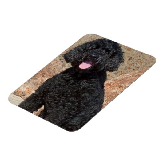 USA, California. Labradoodle Sitting Magneet (Linkerzijde)