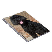 USA, California. Labradoodle Sitting Notitieboek (Rechterzijde)