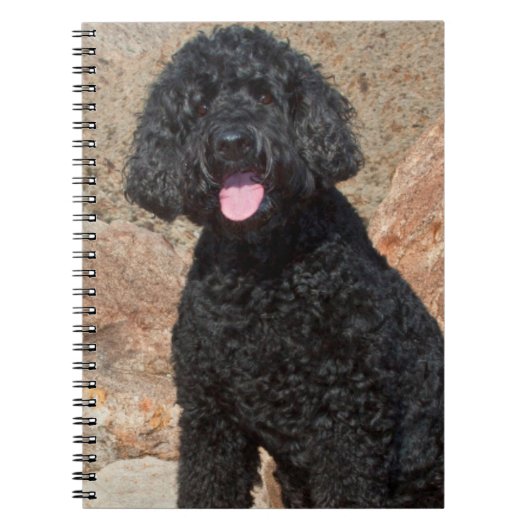 USA, California. Labradoodle Sitting Notitieboek (Voorkant)