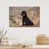 USA, California. Labradoodle Sitting Poster (Keuken)