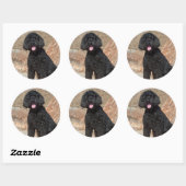 USA, California. Labradoodle Sitting Ronde Sticker (Vel)