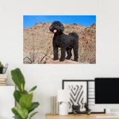 USA, California. Labradoodle Standing Poster (Thuiskantoor)
