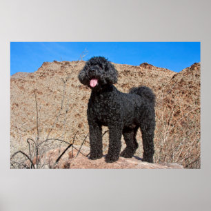 USA, California. Labradoodle Standing Poster