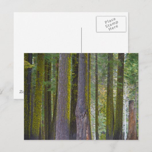USA, California. Moss Covered Tree Trunks Briefkaart (Voorkant / Achterkant)
