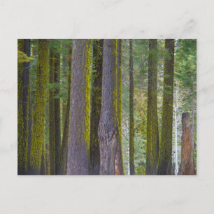 USA, California. Moss Covered Tree Trunks Briefkaart