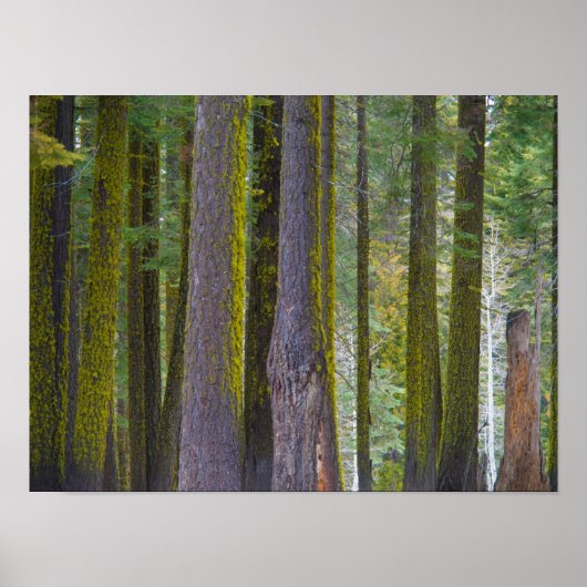 USA, California. Moss Covered Tree Trunks Poster (Voorkant)