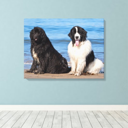 USA, California. Newfoundlands Sitting Canvas Afdruk (Insitu (Houten vloer))