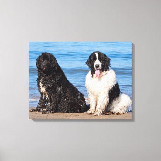 USA, California. Newfoundlands Sitting Canvas Afdruk (Voorkant)