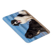 USA, California. Newfoundlands Sitting Magneet (Rechterzijde)