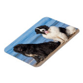 USA, California. Newfoundlands Sitting Magneet (Linkerzijde)