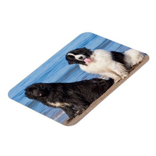 USA, California. Newfoundlands Sitting Magneet (Linkerzijde)