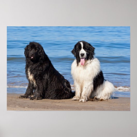 USA, California. Newfoundlands Sitting Poster (Voorkant)