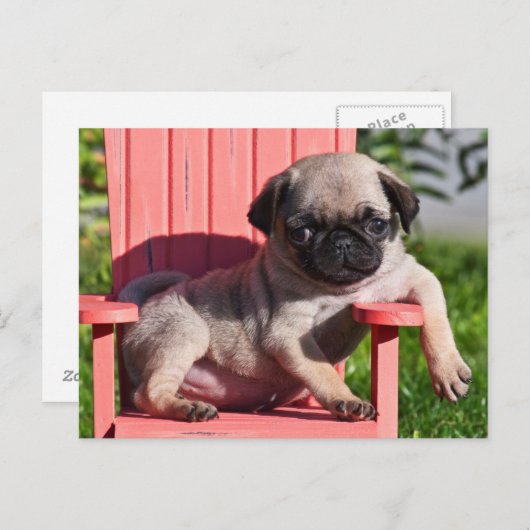 USA, California. Puppy Slouching Briefkaart (Voorkant / Achterkant)