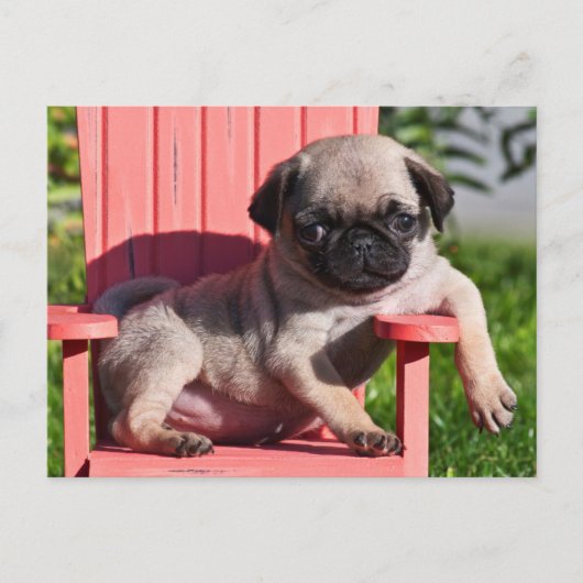 USA, California. Puppy Slouching Briefkaart (Voorkant)