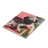 USA, California. Puppy Slouching Tegeltje (Zijkant)