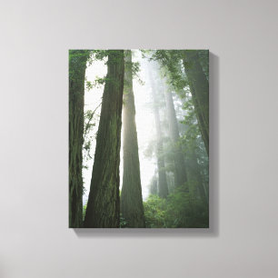 USA, California, Redwood National Park, 2 Canvas Afdruk