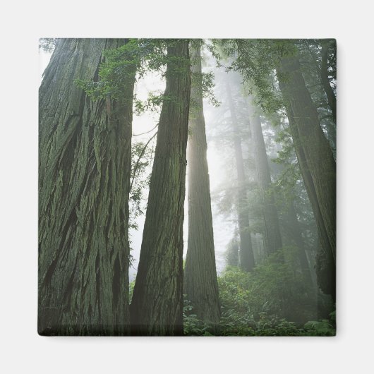 USA, California, Redwood National Park, 2 Magneet (Voorkant)