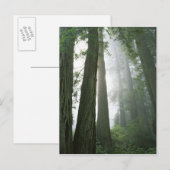USA, California, Redwood National Park Briefkaart (Voorkant / Achterkant)