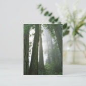 USA, California, Redwood National Park Briefkaart (Staand voorkant)
