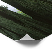 USA, California, Redwood National Park Poster (Hoek)