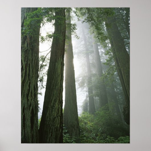 USA, California, Redwood National Park Poster (Voorkant)