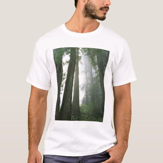 USA, California, Redwood National Park T-shirt (Voorkant)