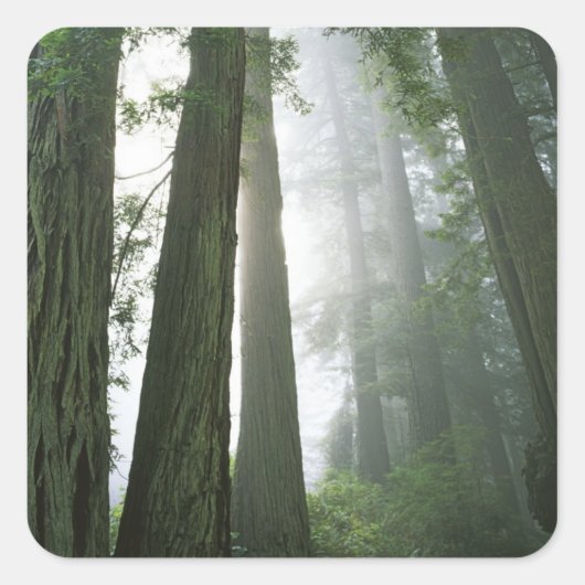 USA, California, Redwood National Park Vierkante Sticker (Voorkant)