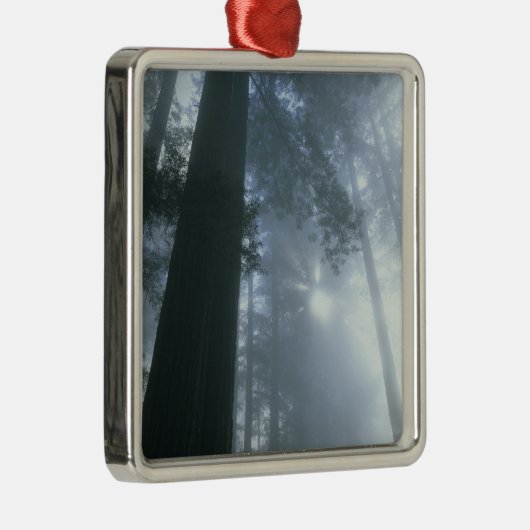 USA, Californië, Redwood National Park, Del Metalen Ornament (Rechts)