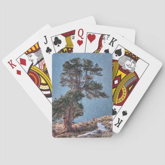 USA, Colorado, boom in Estes Park Speelkaarten (Achterkant)