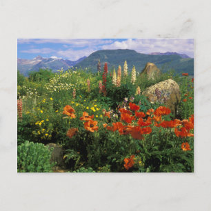 USA, Colorado, Crested Butte. Papavers en lupine Briefkaart