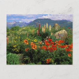 USA, Colorado, Crested Butte. Papavers en lupine Briefkaart