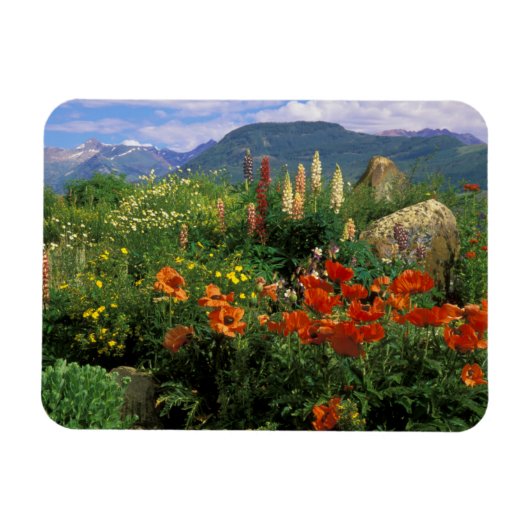 USA, Colorado, Crested Butte. Papavers en lupine Magneet (Horizontaal)