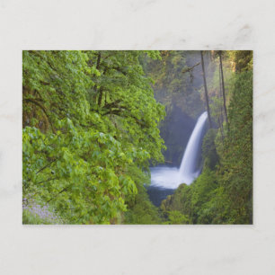 USA, Eagle Creek, Columbia Gorge, Oregon. 2 Briefkaart