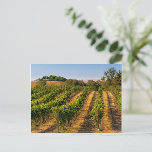 USA, Eastern Washington, Walla Walla Vineyards Briefkaart (Staand voorkant)