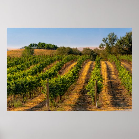 USA, Eastern Washington, Walla Walla Vineyards Poster (Voorkant)