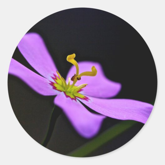 USA, Florida, Big Cypress National Preserve Ronde Sticker (Voorkant)