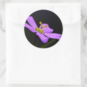 USA, Florida, Big Cypress National Preserve Ronde Sticker (Tas)