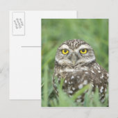 USA, Florida, Cape Coral, Burrowing Owl (Athene) Briefkaart (Voorkant / Achterkant)