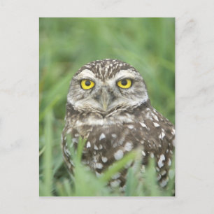 USA, Florida, Cape Coral, Burrowing Owl (Athene) Briefkaart