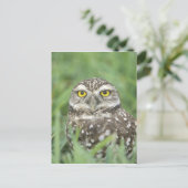 USA, Florida, Cape Coral, Burrowing Owl (Athene) Briefkaart (Staand voorkant)