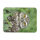 USA, Florida, Cape Coral, Burrowing Owl (Athene) Magneet (Horizontaal)