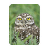 USA, Florida, Cape Coral, Burrowing Owl (Athene) Magneet (Verticaal)