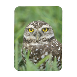 USA, Florida, Cape Coral, Burrowing Owl (Athene) Magneet